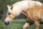 Haflinger