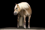 Haflinger