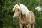 Haflinger gelding