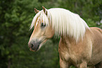 Haflinger gelding