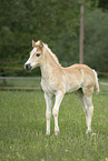 Haflinger foal