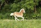 young Haflinger