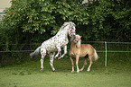 Haflinger horse and Noriker