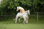 Haflinger horse and Noriker