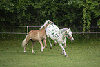 Haflinger horse and Noriker