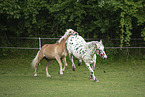 Haflinger horse and Noriker