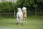 Haflinger horse and Noriker