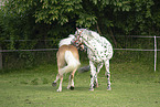 Haflinger horse and Noriker