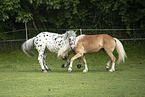 Haflinger horse and Noriker