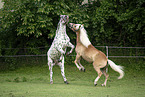 Haflinger horse and Noriker