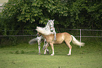 Haflinger horse and Noriker