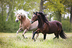 Haflinger