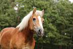 Haflinger