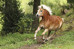 Haflinger