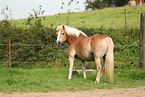 Haflinger