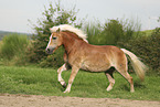 Haflinger