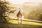 Haflinger