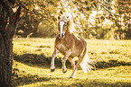 Haflinger