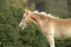 Haflinger