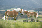 Haflinger