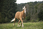 Haflinger