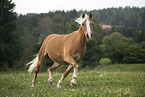 Haflinger