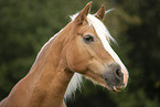 Haflinger