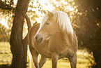 Haflinger