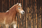Haflinger horse