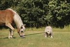 Haflinger and Waeller Sheepdog
