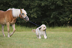 Haflinger and Waeller Sheepdog