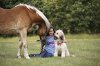 Haflinger and Waeller Sheepdog