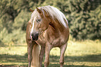 Haflinger