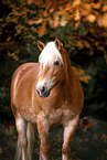 Haflinger