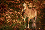 Haflinger