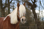 Haflinger