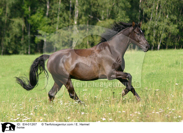 Halbblut / horse / EH-01267