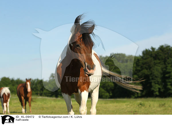 Halbblut / half-caste / KL-09472