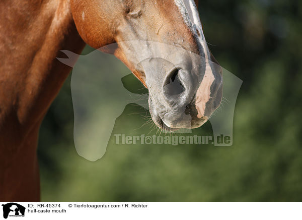 Halbblut Maul / half-caste mouth / RR-45374