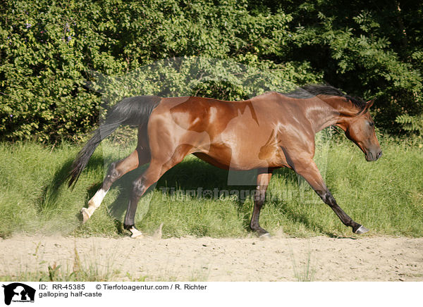 galoppierendes Halbblut / galloping half-caste / RR-45385
