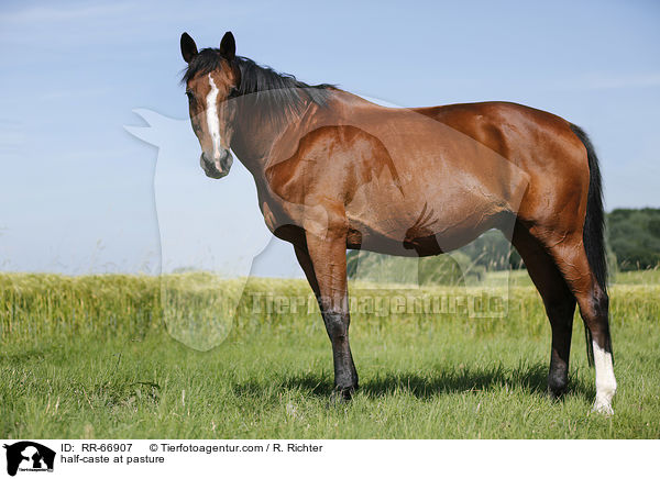 Halbblut auf der Weide / half-caste at pasture / RR-66907