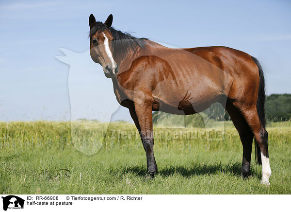 Halbblut auf der Weide / half-caste at pasture / RR-66908