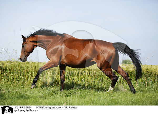galoppierendes Halbblut / galloping half-caste / RR-66924