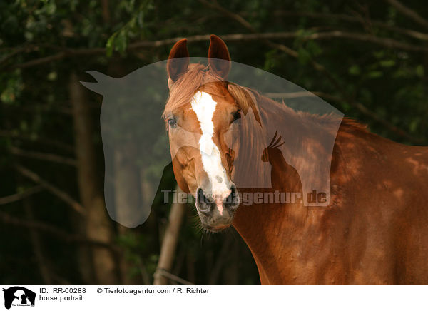 Hannoveraner im Portrait / horse portrait / RR-00288