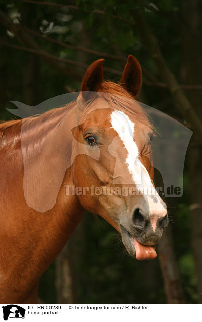 horse portrait / RR-00289