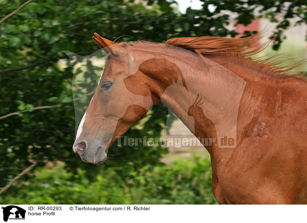 horse Profil / RR-00293