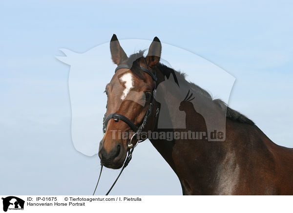 Hanoverian Horse Portrait / IP-01675