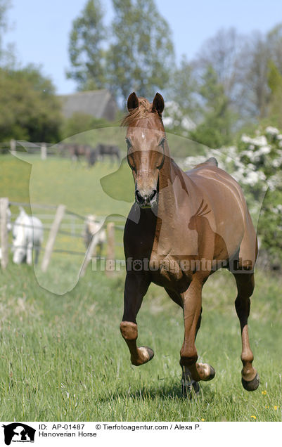 Hanoverian Horse / AP-01487