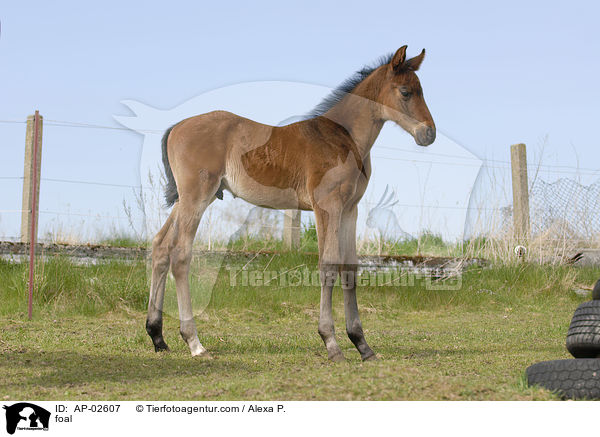Hannoveraner Fohlen / foal / AP-02607
