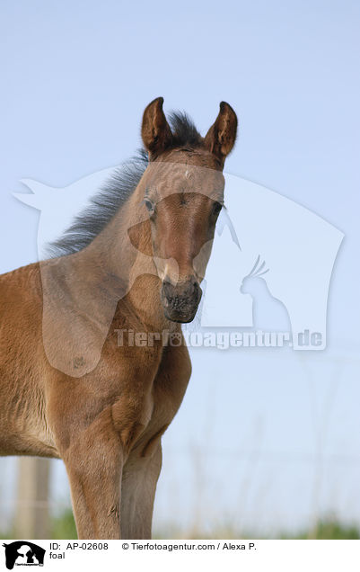 Hannoveraner Fohlen / foal / AP-02608